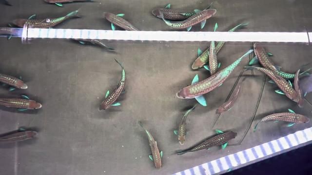 16-30 Malformed Blue Pool to Canvas Tank Conversion: Temperature, Light & Feeding Control
