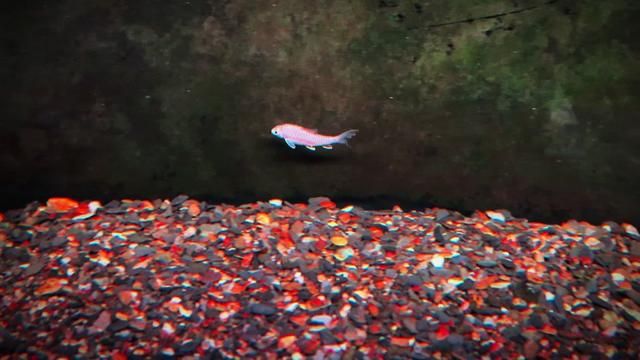 White Platinum Balala Blue Gill Luo Ornamental Fish Fishkeeping Diary