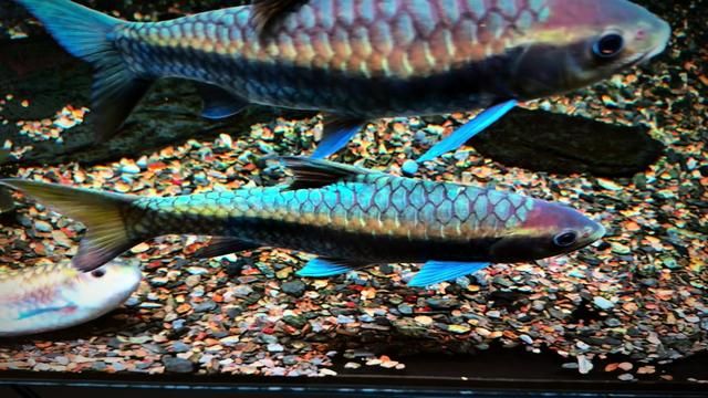 Dirty Needs Time #BT #BlueGira #FishDiary #FishKeeping