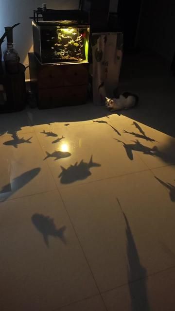 Moo Star People Begin Their Journey: A Cosmic Adventure