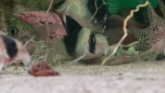 Panda Corydoras Catfish - Black and White South American Fish