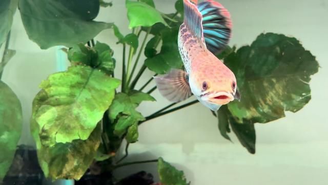 The Unmatched Charm of the Ghost King