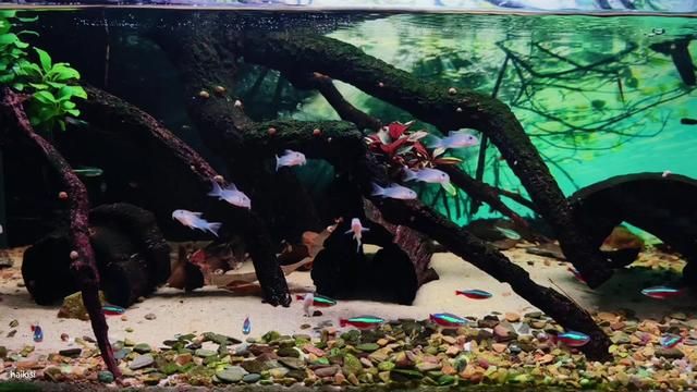 Corydoras Surfing on Driftwood: Violet Corys in Action