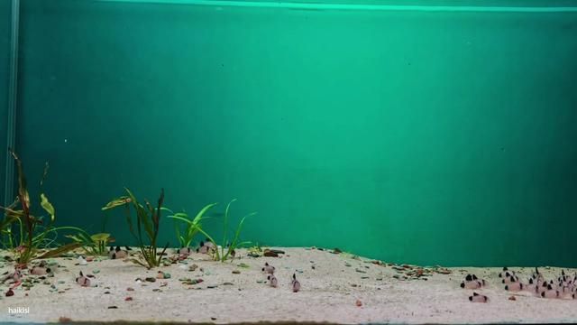 Panda Corydoras Schooling in Natural Habitat Aquarium