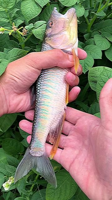 Is It Dragon or Worm Let's Test It Out Road Fishing for Minnows Fishing is the Real Shake