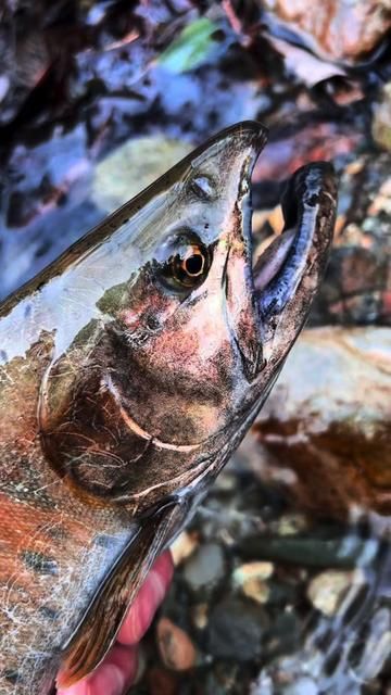 Winter Giant Horse: Stream Lure Fishing for Minnows
