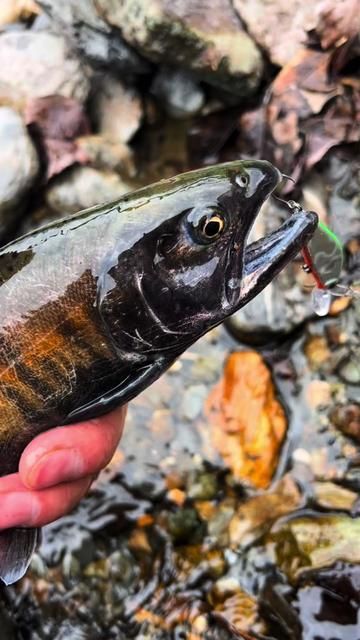 First Spring Barred Minnows Show Color in Streams