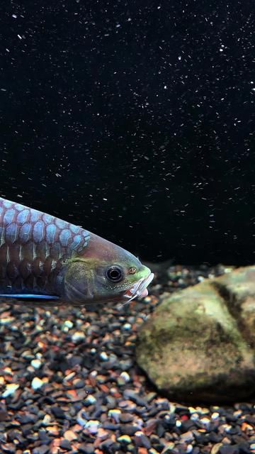 Bringing a Piece of Nature Home with an Aquarium: A Slow Appreciation