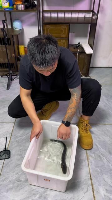 Music Starts BOSS Appears - Fish Keeping Boss Li