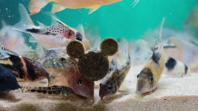 Corydoras Catfish - South American Fish