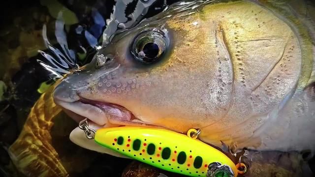 Luya Junyu: From One Spoon to a Surface Lure to CC50 – The Sun-Baked Quest