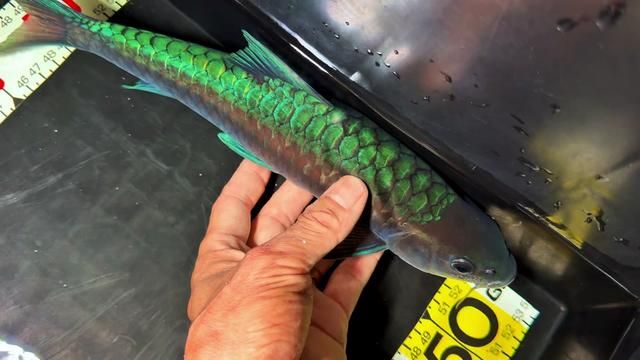 Rare Blue Giraffe Fish: Full Color Morph for Sale