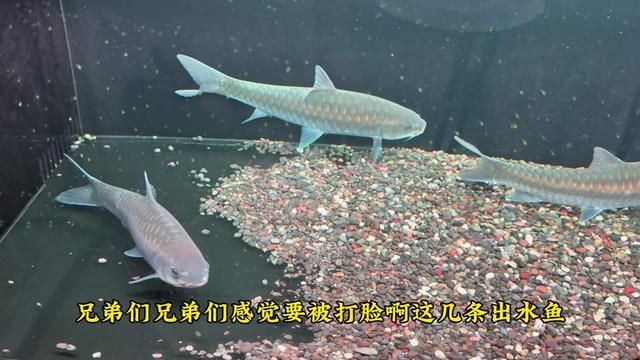 Bt Color Sharing, Experts Beware... Blue Garra Ornamental Fish Extreme Fighting