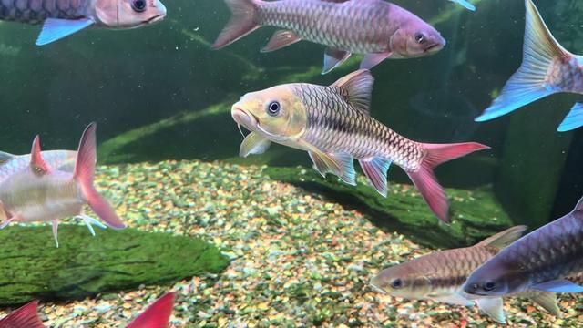 Favorite Perks: Stocking Fish in Yingjiang | Fishkeeping Diary