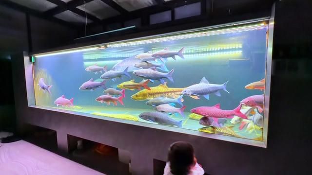 Fishkeeper's Warning: Why You Should Avoid Keeping Koi Fish