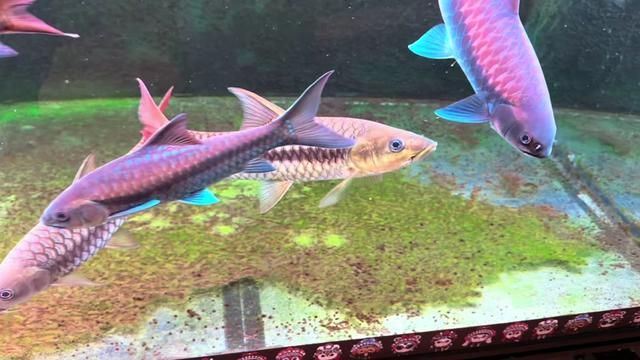 Yingjiang Fish Keeping Diary: Blue Gularis Aquarium Care