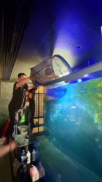 The King of the Ocean Arrives: Great White Shark