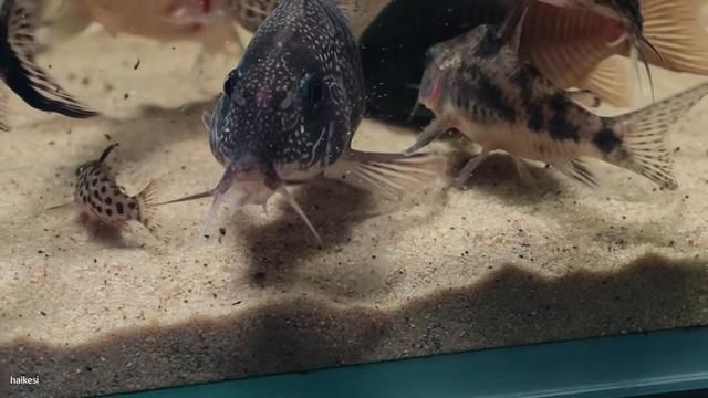 Survival Guide: How Mice Avoid Cats - Black or White Doesn't Matter