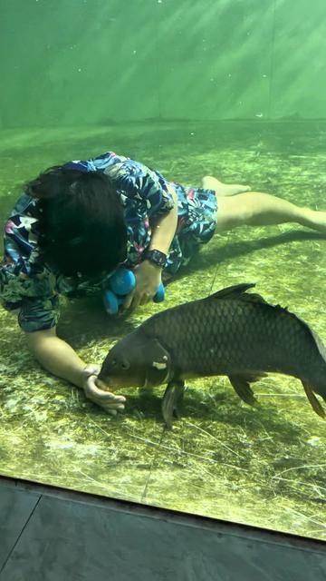 The Big Carp I Rescued from Fresh Fish Restaurant One Month Ago - It Understands Me