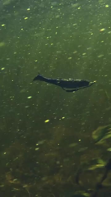This Lure is Beautiful - Lure Fishing - Lure Era