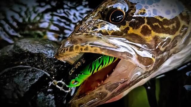 Spring Arrives with the Lure: Luya Mandarin Fish Season Begins