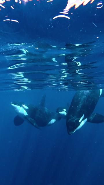 Ocean Wanderer Explores Maratua Island Indonesia - Blue Sea Resort