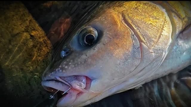 Road Runner Fishing: Topwater Lures for Bass Anglers