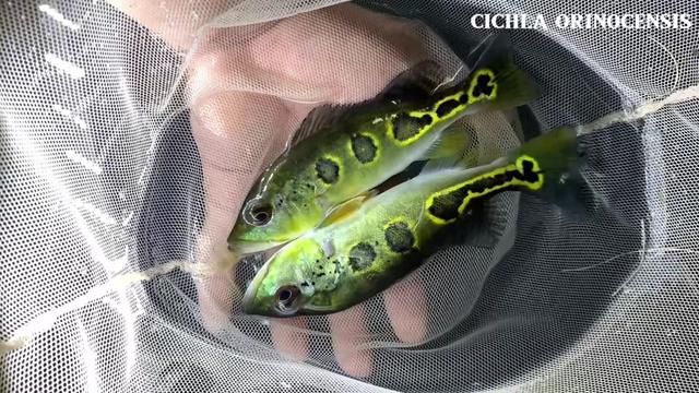 In a Utilitarian Society: The Value of Strategic Honesty