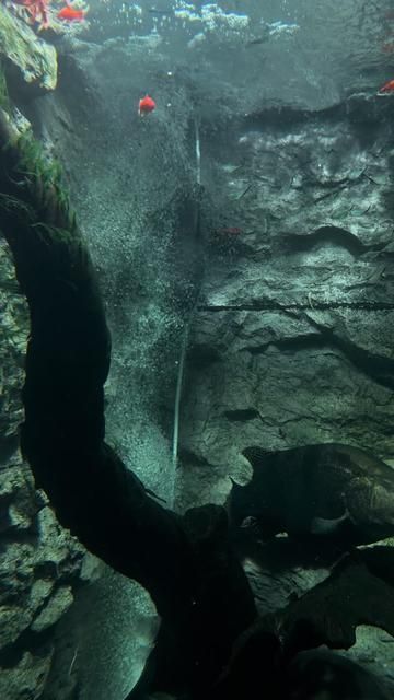 Scar Carp Fishing Techniques and Tips