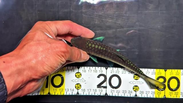 Selling Fish Only After They Enter the Turnover Box, Not Before. Priority and Long-Term Vision in Fishkeeping