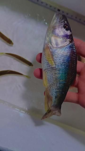 Stream Dace: The Most Beautiful Native Fish in Mountain Streams