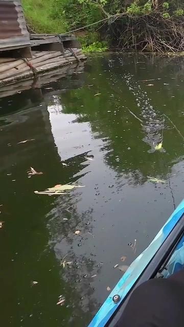Fish, Can You Give Me Another Chance?
