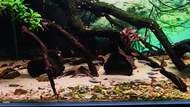Neon Tetra Struggles: Office Life in an Aquarium