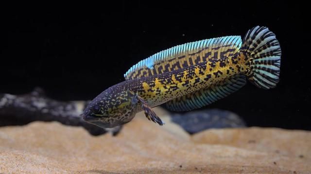 Little Goldie 20cm Golden Cobra Snakehead Daily Record