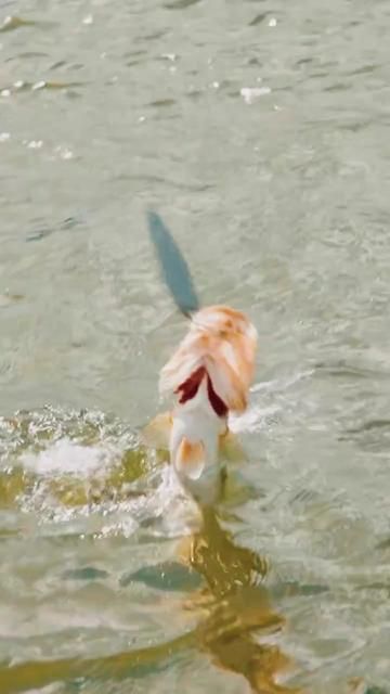 Bass Bites Anything: Lure Fishing Challenge