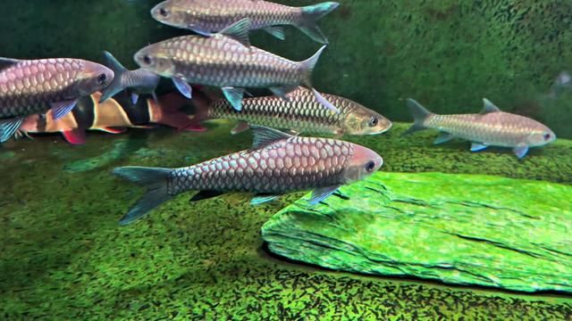 Algae Tank Colors Come Fast, But Not the Softness of a Sand Bed. Life Is Like That, Hard to Have Both.