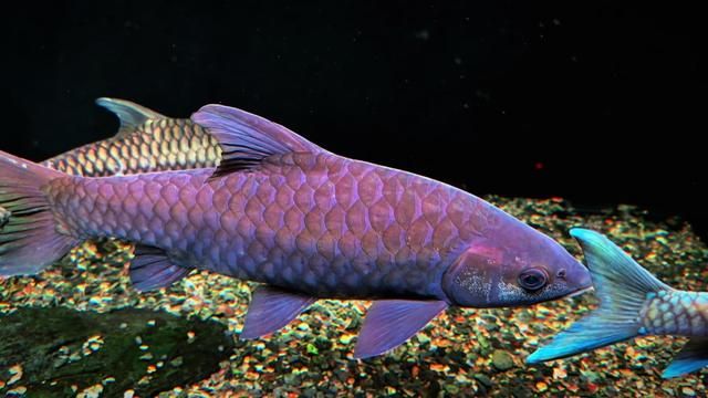 Purple Elegance: Fighting Thai Betta Fish Care