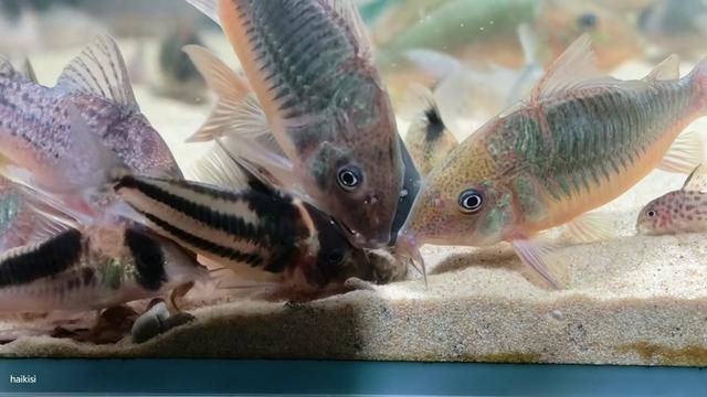 Pantanal Bronze - South American Fish