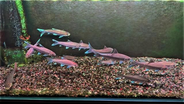 Blue Giraffe Ornamental Fish: Phoenix Rebirth for Post-90s