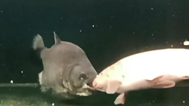 Piranha Hunting Carp: Black Piranha's 'Food Reception' and Mouth Bite