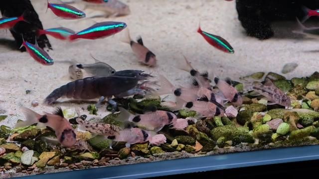 Panda Corydoras Head Hole Disease After Overfeeding and Infrequent Water Changes