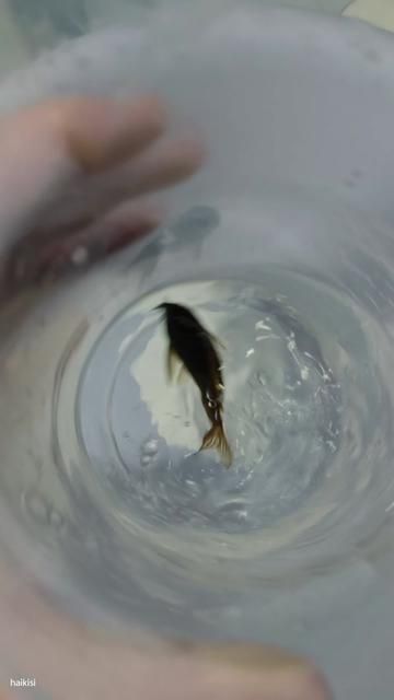 Red Sweet Potato Poison? Bubbles After 5 Soaks - Fishkeeping Diary