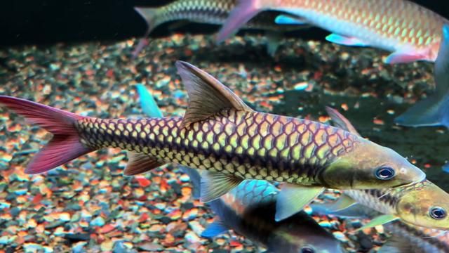 High Density Stocking in Yingjiang | Blue Torpedo Barb Care
