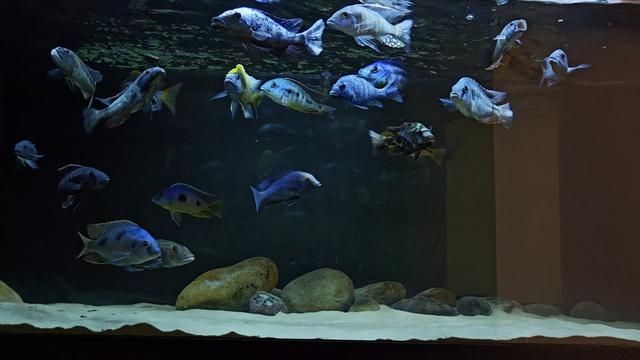 Experience the Predator's Perspective: Lake Malawi Cichlids in the Aquarium