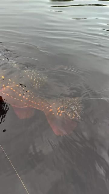 Emperor Cichlid Beyond Amazing