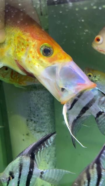 Office Hours Fish Keeping: Colleagues and Native Fish Enthusiasts