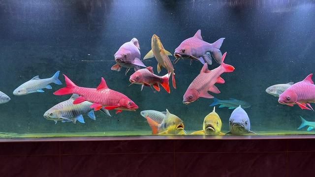 Perfect Density for Red吉罗鱼 - Fishkeeping Tips