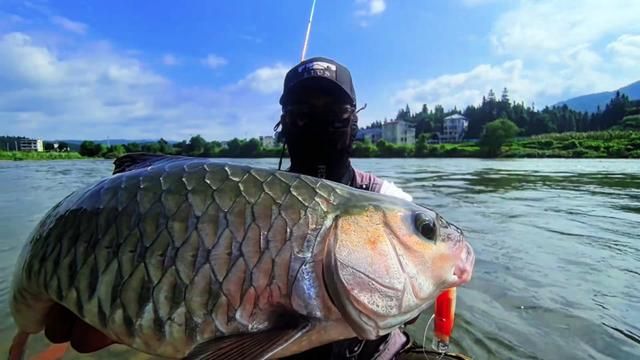 Lure Box Surface Lures Keep Changing, But the CC50 Remains!