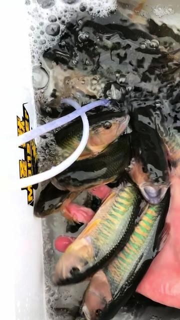 Color Matching for Trout Fishing with Lures