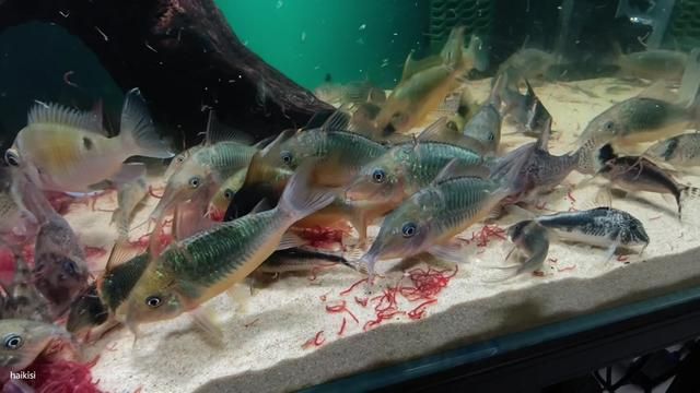 Eating So Gently: One Weekly Bloodworm Feeding Is Too Much #SouthAmericanFish